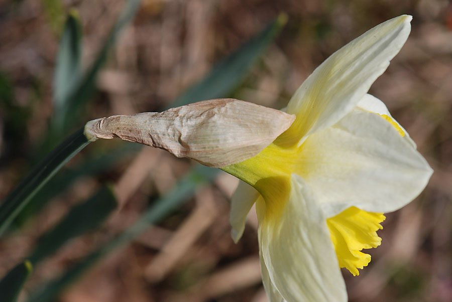 Narcissus pseudonarcissus